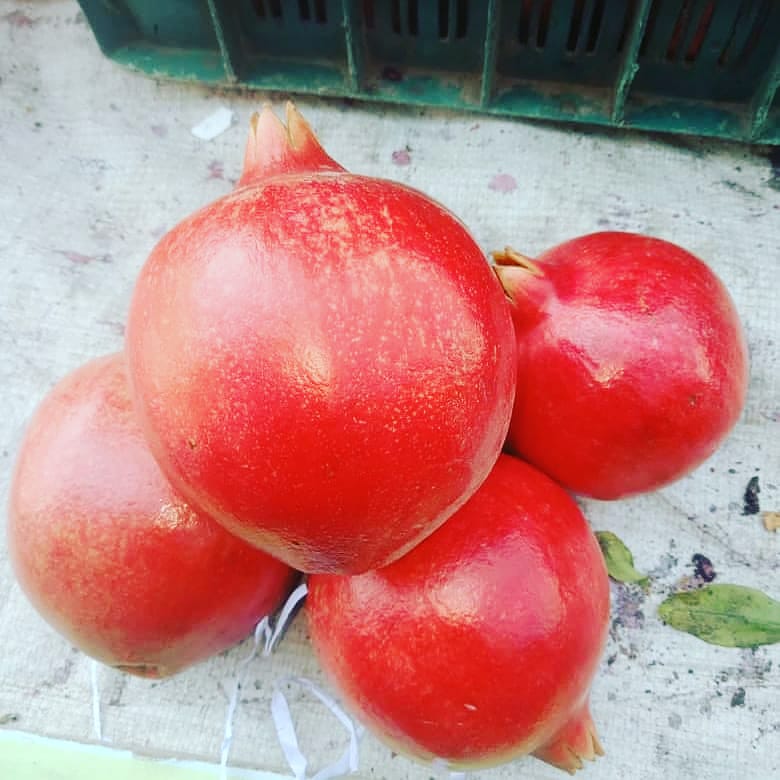 We are the supplier of fresh pomogranates from India Mumbai