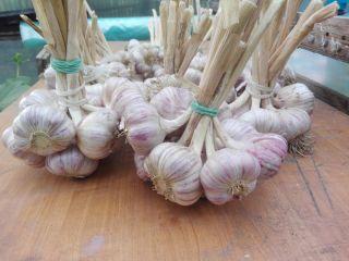 Hello, I have for sale garlic variety harnaś this