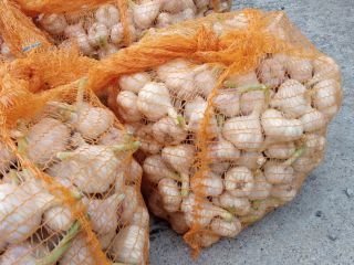 I will sell garlic harnas this year's harvest. Garlic