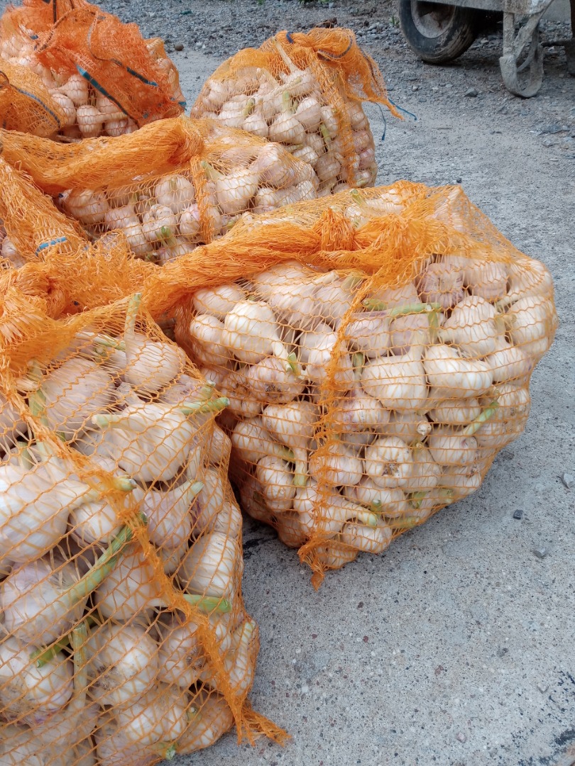 I will sell garlic harnas this year's harvest