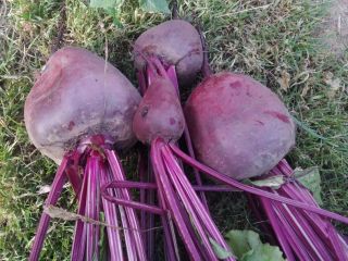 I will sell red beetroot, this year's hydrate, price,