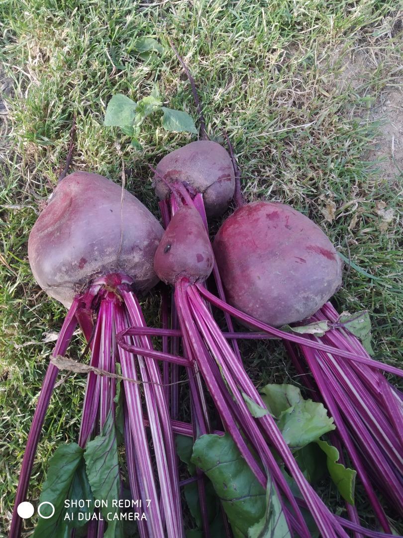 I will sell red beetroot, this year's hydrate, price, packing method negotiable, quantity around 15 tons, attractive price