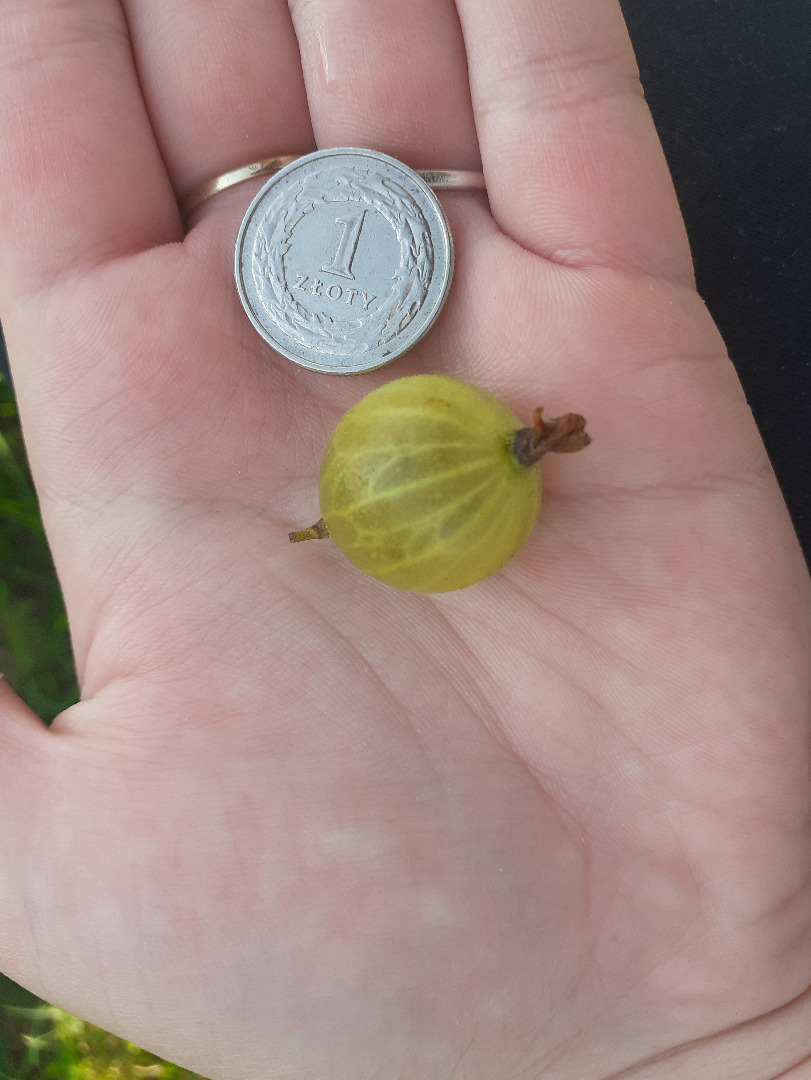 Ladies and Gentlemen, I have for sale the product shown in the pictures - mechanically harvested gooseberries in various sizes