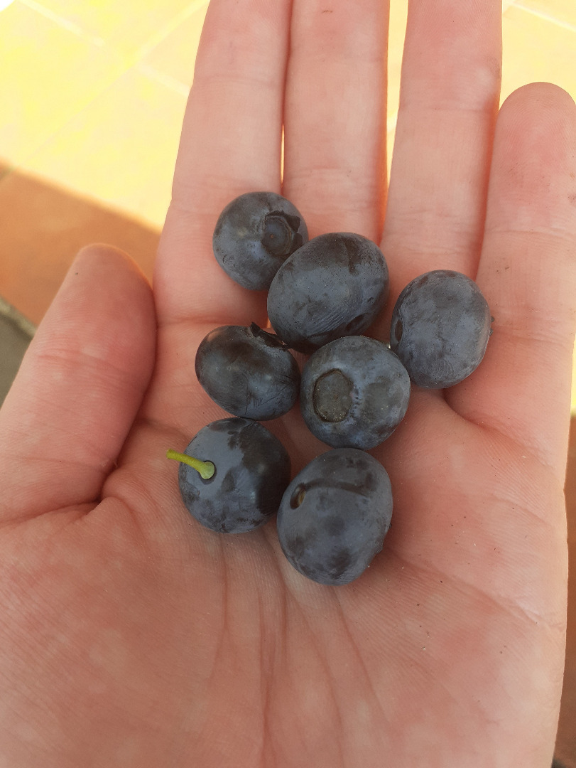 Ladies and Gentlemen, I have for sale the product shown in the pictures - a large hand picked blueberry