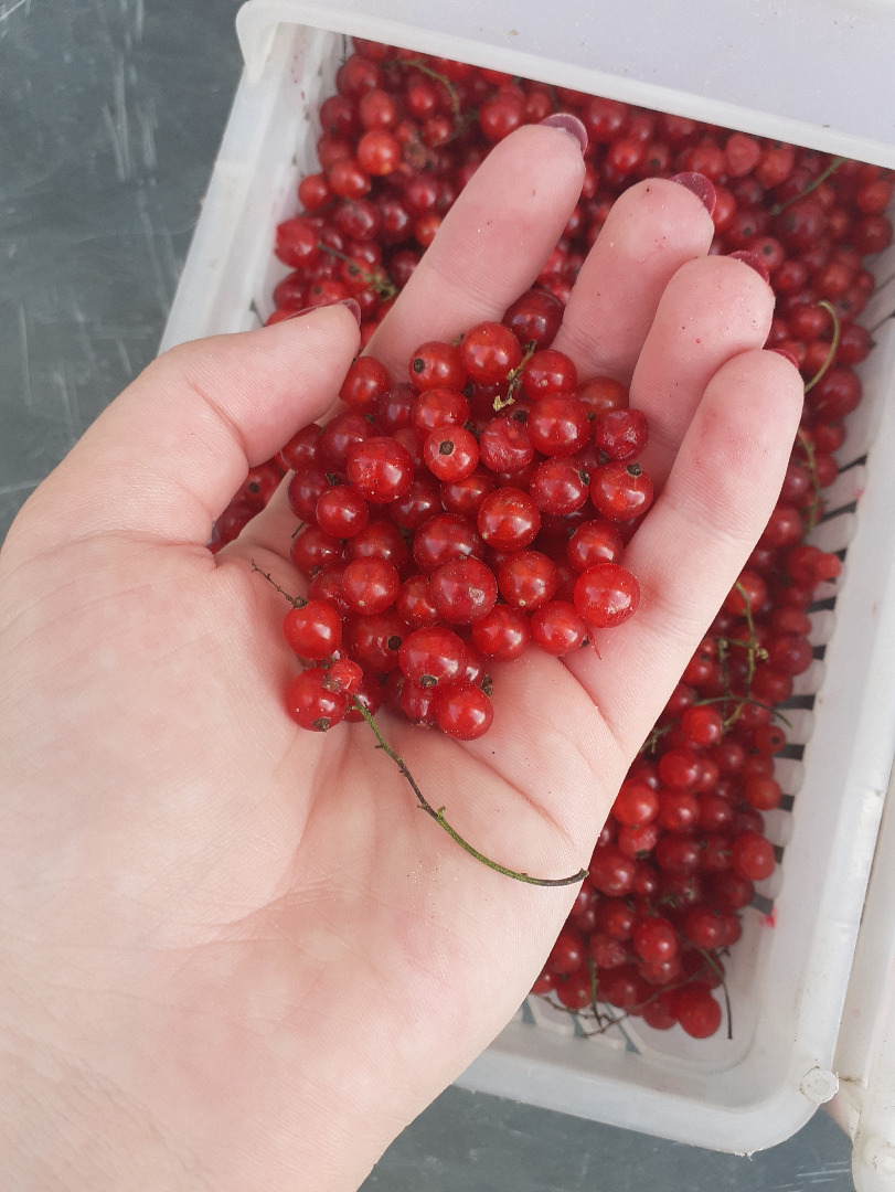 Ladies and Gentlemen, I have for sale the product shown in the pictures - mechanically collected red currant