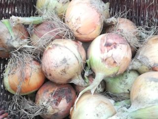 I will sell onions straight from the field, caliber