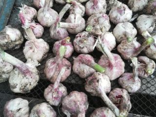 I will sell garlic straight from the field. Price: