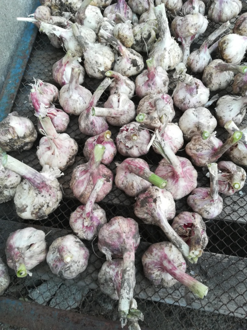 I will sell garlic straight from the field