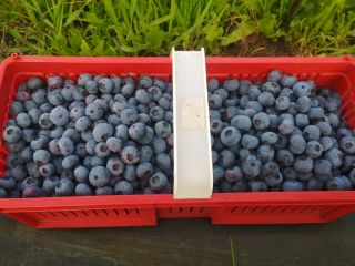 Hello, I sell blueberries from my own plantations.