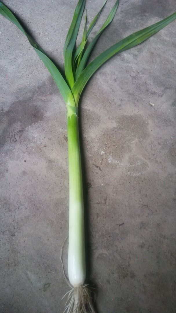 Lincoln leek for sale, Italian trays, etc