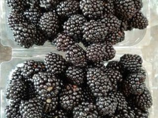 Blackberry growing directly from the producer