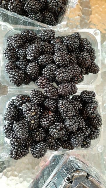 Blackberry growing directly from the producer
