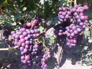 CARDINAL grapes. Harvesting is planned for August 10-15. The