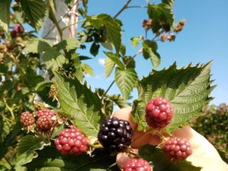 Hello, I am a blackberry producer on an area
