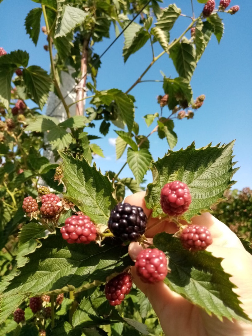 Hello, I am a blackberry producer on an area of 30 areas