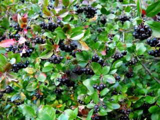 Hello, I have 3ha of organic chokeberry (tests are