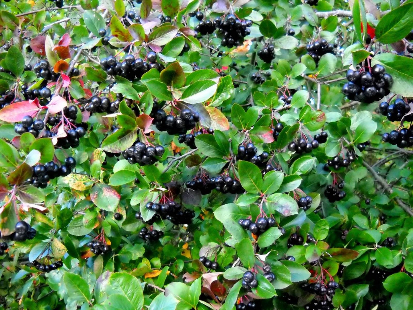 Hello, I have 3ha of organic chokeberry (tests are carried out every year - zero doses of banned substances)