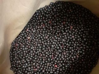 I will sell frozen, cleaned - blue forest blueberry
