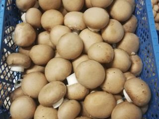 I will sell brown mushrooms, 1st class, to be