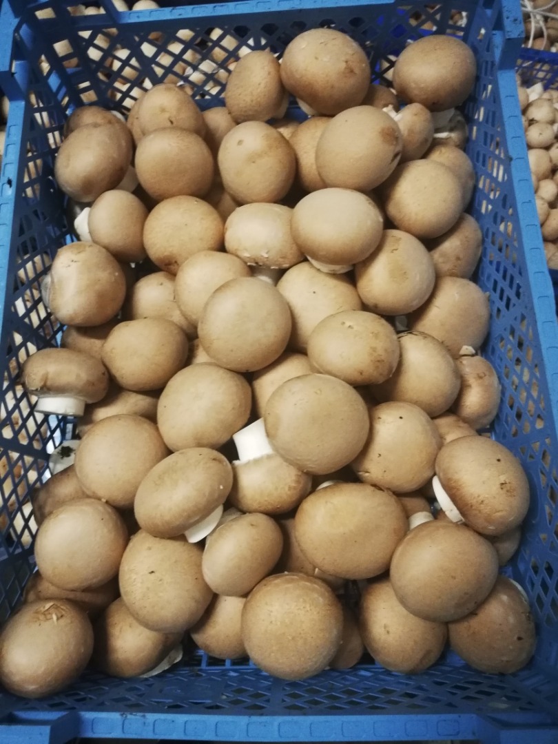 I will sell brown mushrooms, 1st class, to be picked up already