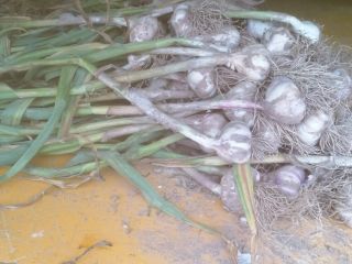 I will sell harnas garlic, freshly dug a few