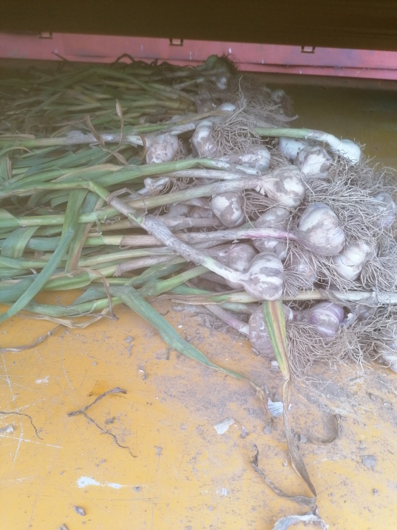 I will sell harnas garlic, freshly dug a few thousand pieces, caliber 5 and below 5