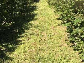 Blackberry Thornfree for sale. The plantation is in the