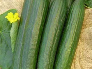 I am looking for a producer of greenhouse cucumbers