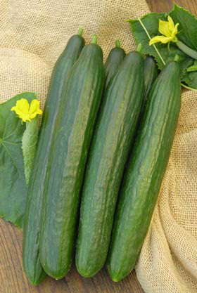 I am looking for a producer of greenhouse cucumbers for permanent cooperation