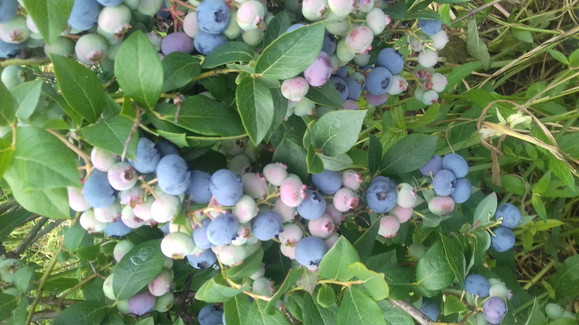 I will sell American blueberry, harvested every 3