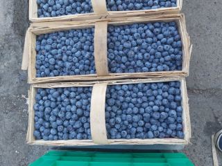 I will sell blueberry from my own cultivation. Ok.