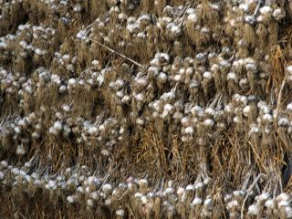 I will sell Harnaś and Arkus variety for sale.