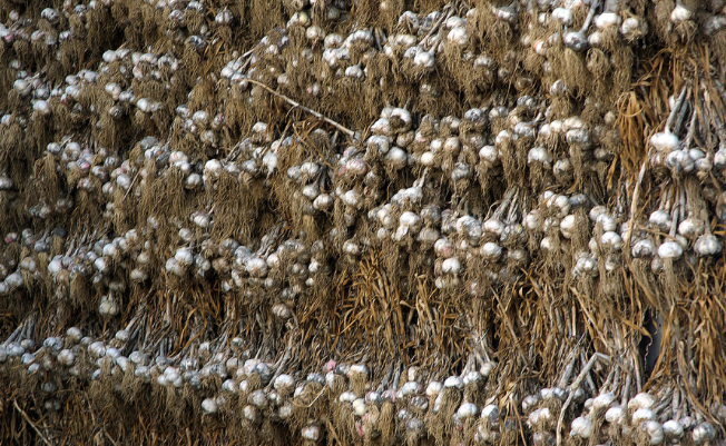 I will sell Harnaś and Arkus variety for sale