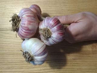 Harnaś winter garlic for sale. No herbicides from your