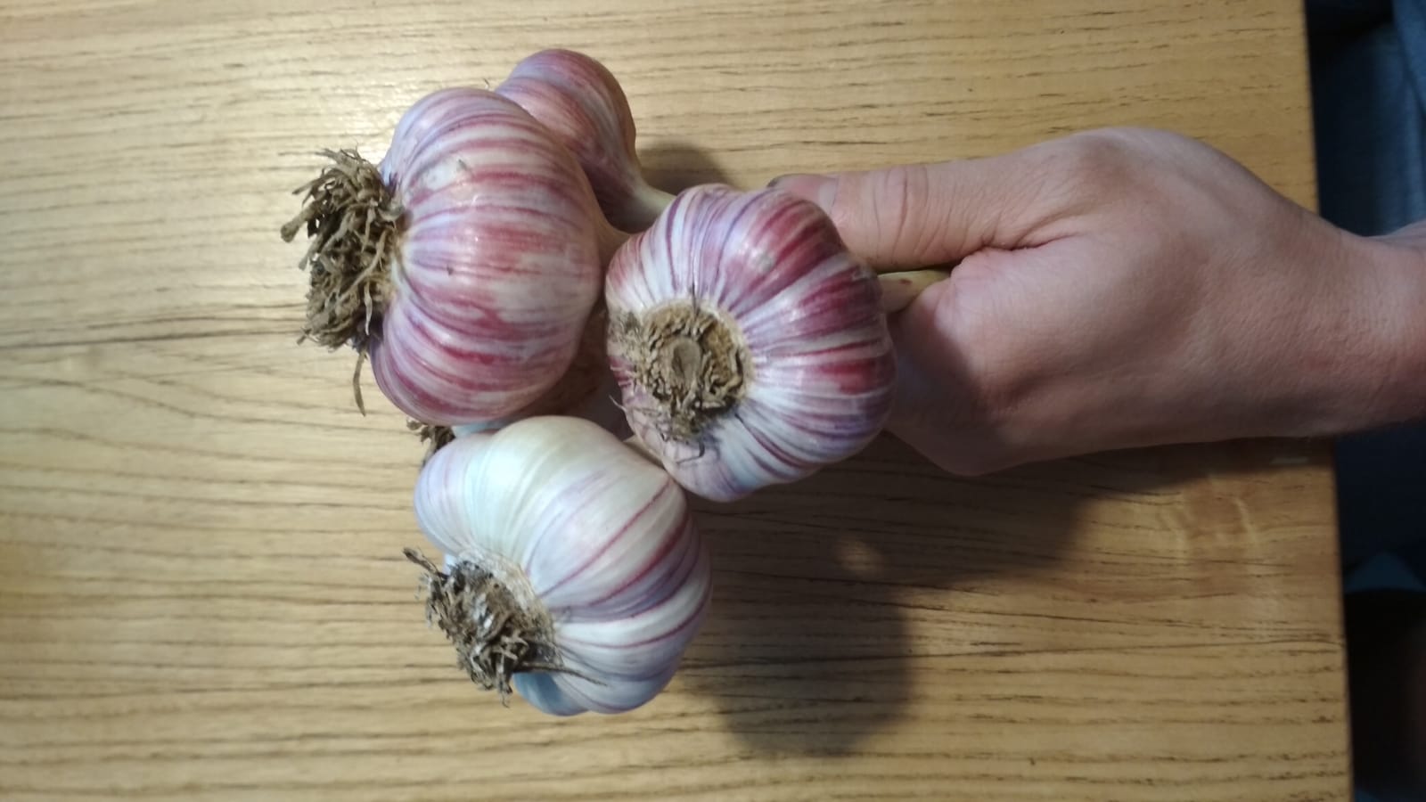 Harnaś winter garlic for sale