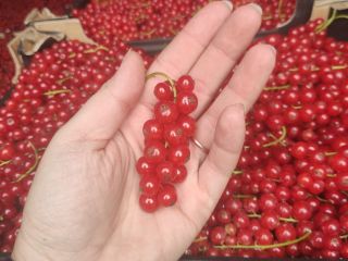 I will sell Dessert Red Currant, Hello, I have