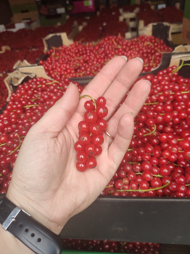 I will sell Dessert Red Currant, Hello, I have for sale a red currant from the 30 acre plantation