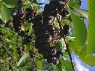Organic chokeberry, fresh fruit
