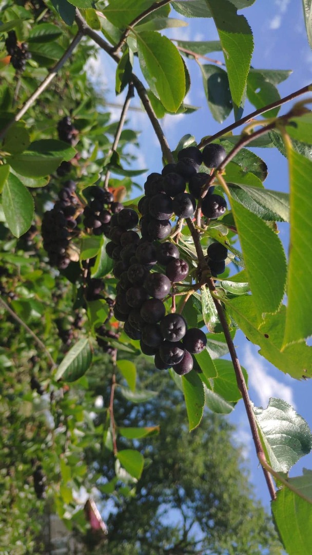 Organic chokeberry, fresh fruit