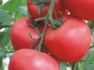 We welcome everyone interested in health food. We have