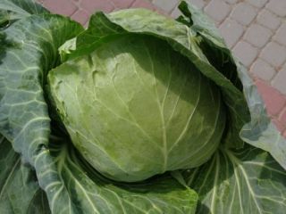 Cabbage - Freshly cut to order Price PLN 1
