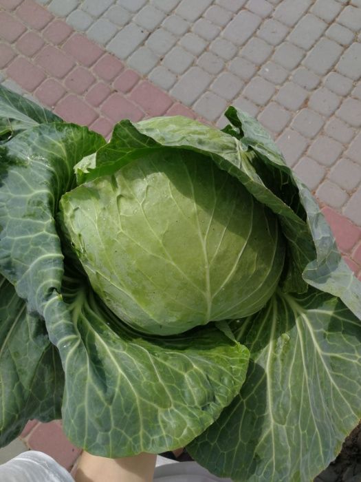 Cabbage - Freshly cut to order Price PLN 1 per piece