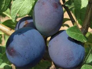 I will sell Cacanska Rana and Lepotica plums. Torn