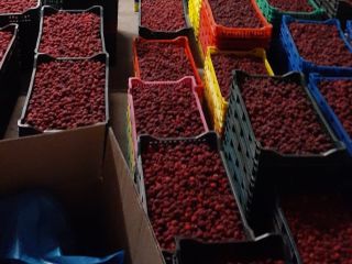 I am selling frozen raspberries, quantities of 10 tons.