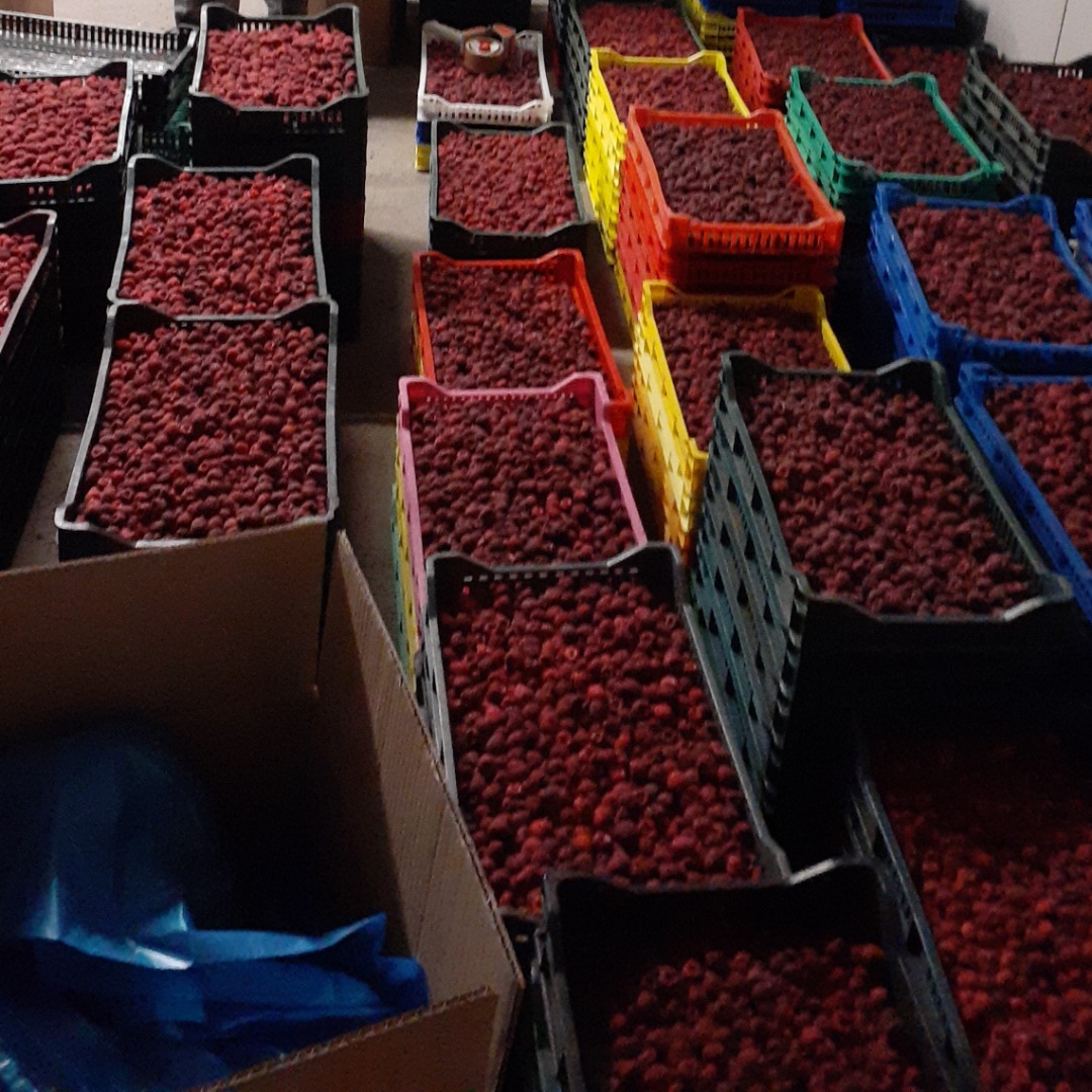 I am selling frozen raspberries, quantities of 10 tons