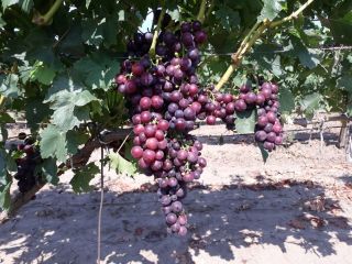 CARDINAL grapes. Harvesting is planned for August 10-15. The
