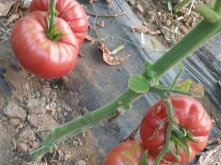 Pink varieties of tomatoes Pink Magic and Rosamax