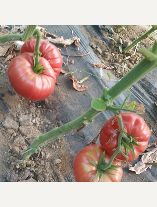 Pink varieties of tomatoes Pink Magic and Rosamax