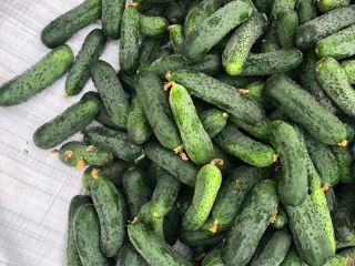 I will sell fresh, uncalibrated cucumbers, 8-15 from Belarus.