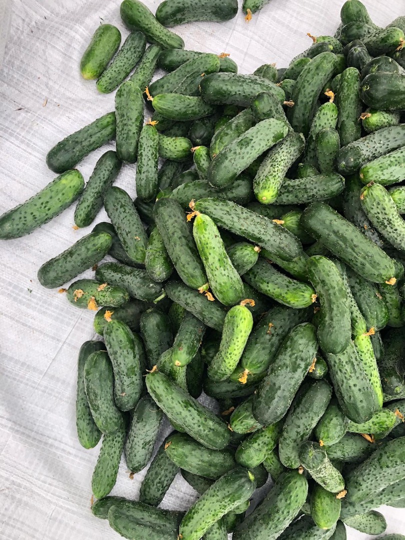 I will sell fresh, uncalibrated cucumbers, 8-15 from Belarus